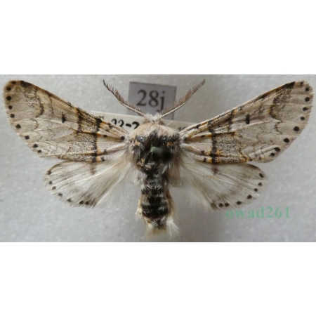 Furcula furcula (Clerck, 1759) male Widłogonka widlica Czech28j